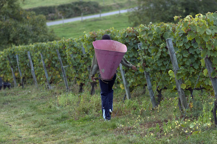 Lire la suite à propos de l’article Le point sur les vendanges 2013