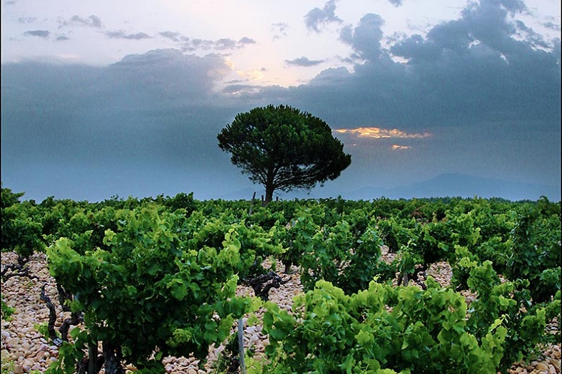 3- Domaine de Marcoux iDealwine Châteauneuf-du-Pape