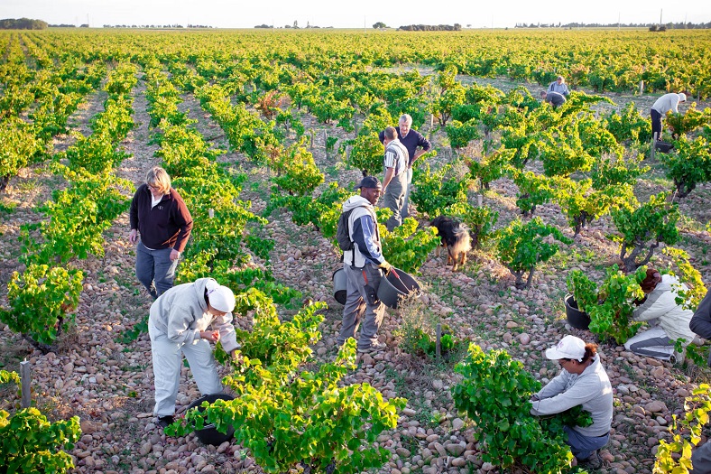 4- Domaine de Marcoux iDealwine Châteauneuf-du-Pape