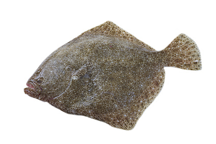 Poisson " Turbot "