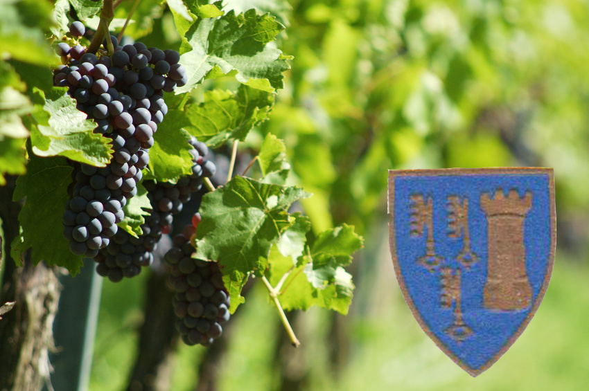vineyard