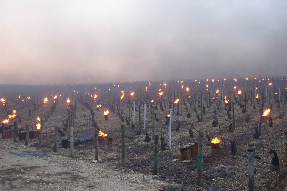 Chaufferettes au Domaine Billaud-Simon gelees de printemps
