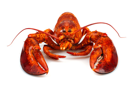 Lire la suite à propos de l’article Recette de la semaine – Homard grillé au sabayon de champagne