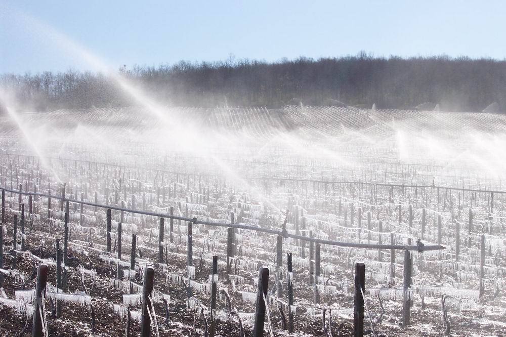 Projection d’eau pour protéger la vigne au Domaine Billaud-Simon asper