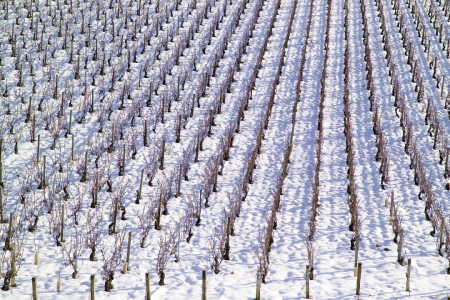 Lire la suite à propos de l’article Pas de bon vin sans un bon hiver !