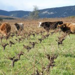 Poules, vaches et chevaux dans les vignes !