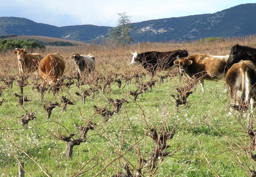 Lire la suite à propos de l’article Poules, vaches et chevaux dans les vignes !