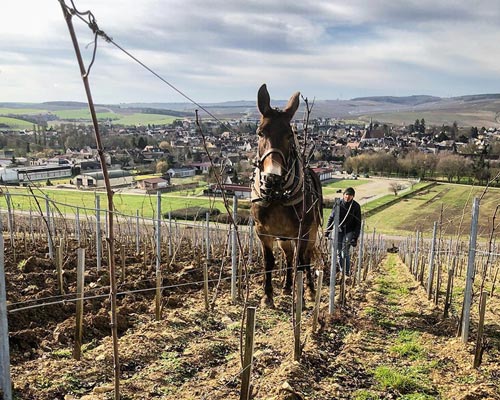 Lire la suite à propos de l’article William Fèvre, l’élégance à Chablis