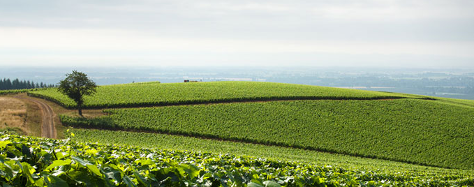 drouhin oregon