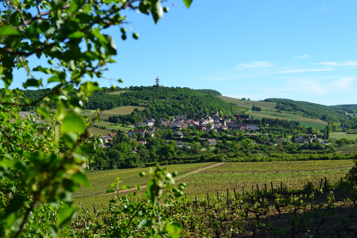 Domaine A P De Villaine