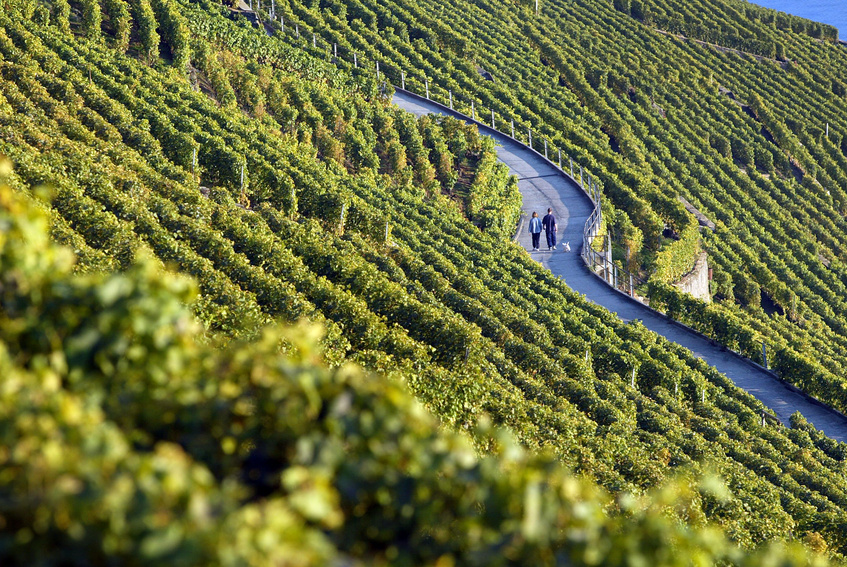Lire la suite à propos de l’article Oenotourisme : qui sont les touristes du vin ?