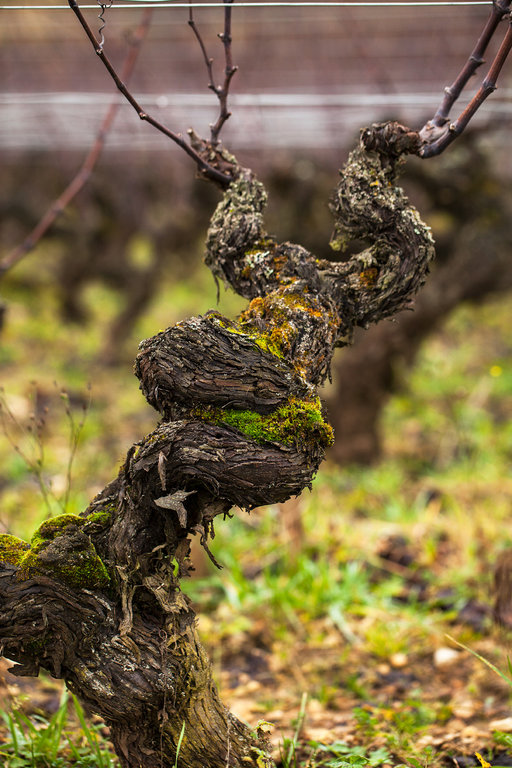 vigne domaine de villaine