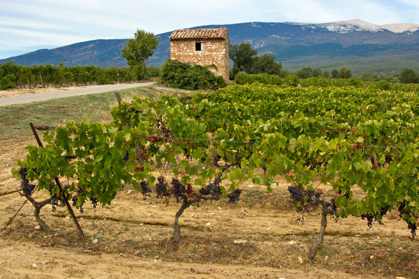 Lire la suite à propos de l’article Vallée du Rhône : la barre du million d’hectolitres à l’export dépassée en 2013