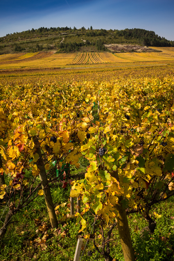 vignoble de Bourgogne