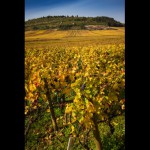 Dégustation : “Domaines Familiaux de Tradition” à Paris, le must de la Bourgogne !