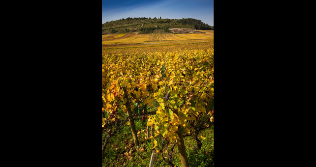 Lire la suite à propos de l’article Dégustation : “Domaines Familiaux de Tradition” à Paris, le must de la Bourgogne !