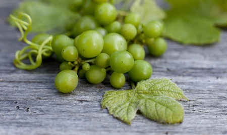 grappe de raisins blancs