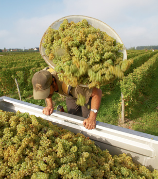 Vendanges