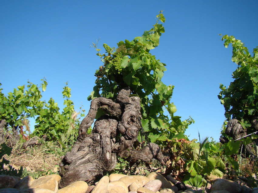 Lire la suite à propos de l’article Les vieilles vignes sont-elles toujours vieilles ?