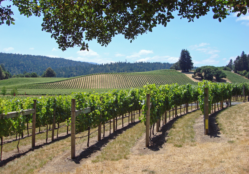 Lire la suite à propos de l’article Pernod-Ricard fait l’acquisition d’un vignoble californien