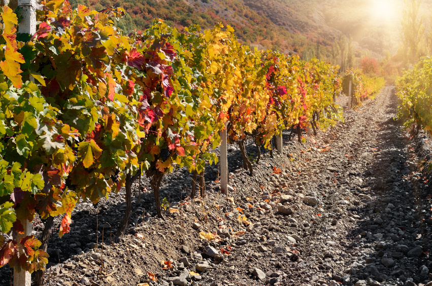 Lire la suite à propos de l’article Des investissements russes dans la production de vin en Crimée