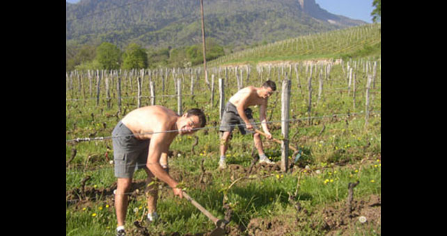 Lire la suite à propos de l’article Découvrez le domaine Giachino et ses vins frais et purs comme la Savoie !