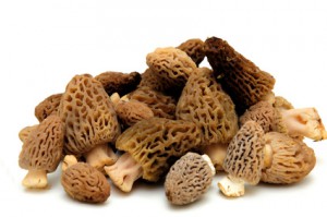 Morel Mushroom