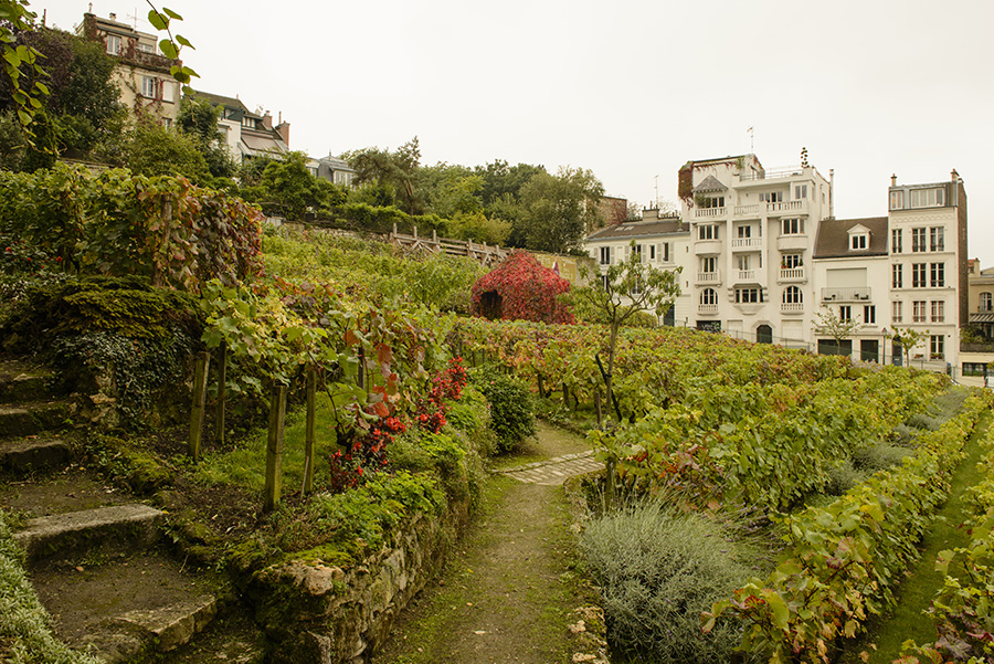 vignes montmartre