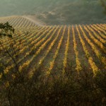 Prix de la vigne : le grand écart entre les grands crus et les AOC génériques