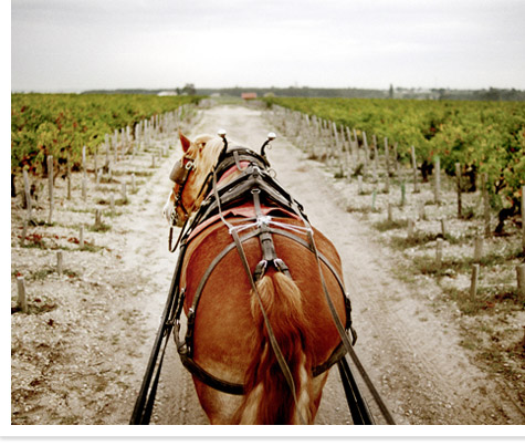 Pontet Canet cheval