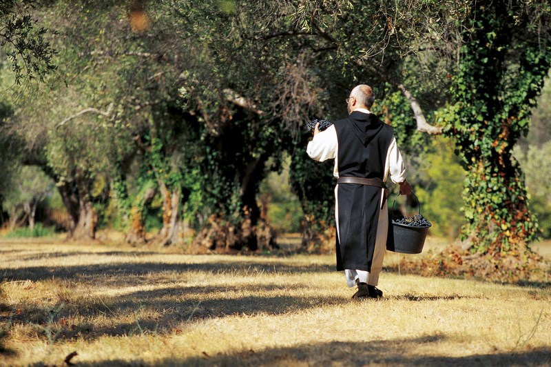 abbaye-lerins-vigne