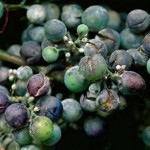 Les mots du vin : les maux de la vigne, mildiou, oïdium et compagnie