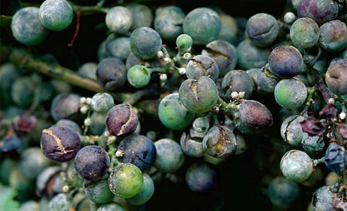 Lire la suite à propos de l’article Les mots du vin : les maux de la vigne, mildiou, oïdium et compagnie