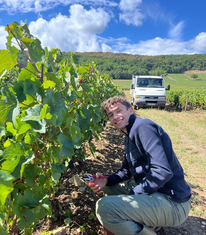 comment faire les vendanges