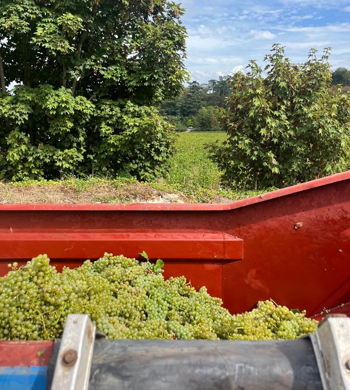 comment se passe les vendanges