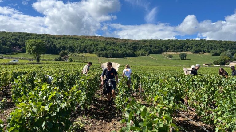 Lire la suite à propos de l’article Les vendanges : mode d’emploi