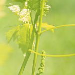 Les mots du vin : sélections massales et sélections clonales