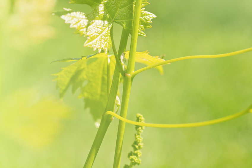 Lire la suite à propos de l’article Les mots du vin : sélections massales et sélections clonales