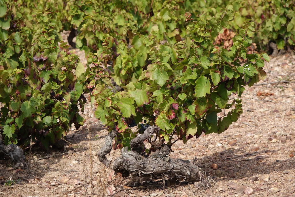 Vieille Vigne