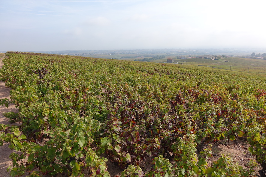 Vue Vignoble