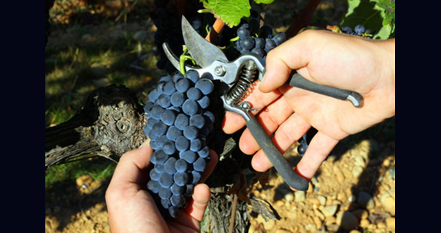 Lire la suite à propos de l’article Vendanges 2014 : un mois de septembre déterminant !