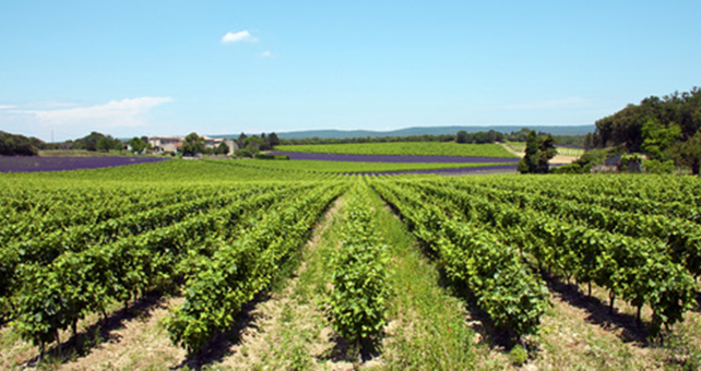 Lire la suite à propos de l’article Le vin bio et la France : une grande histoire d’amour