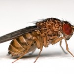Drosophile Suzukii : un nouveau fléau pour les viticulteurs