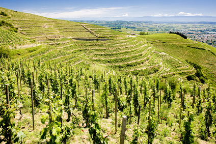 grand cru vineyard, L´Hermitage, Rhône-Alpes, France