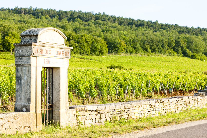 Latricieres vineyard, Chambertin, Cote de Nuits, Burgundy, France