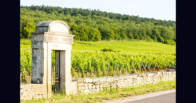 Lire la suite à propos de l’article Millésime 2014 en Bourgogne : excellent millésime pour les blancs, des rouges en finesse