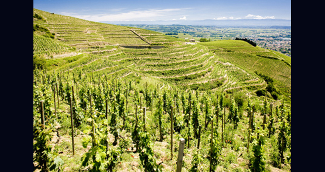 Lire la suite à propos de l’article Domaine Alain Graillot, une belle signature en Rhône Nord