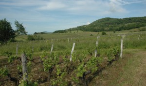 Montigny-les-Arsures-Paysage