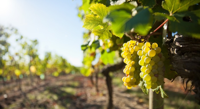Raisin-chardonnay-champagne