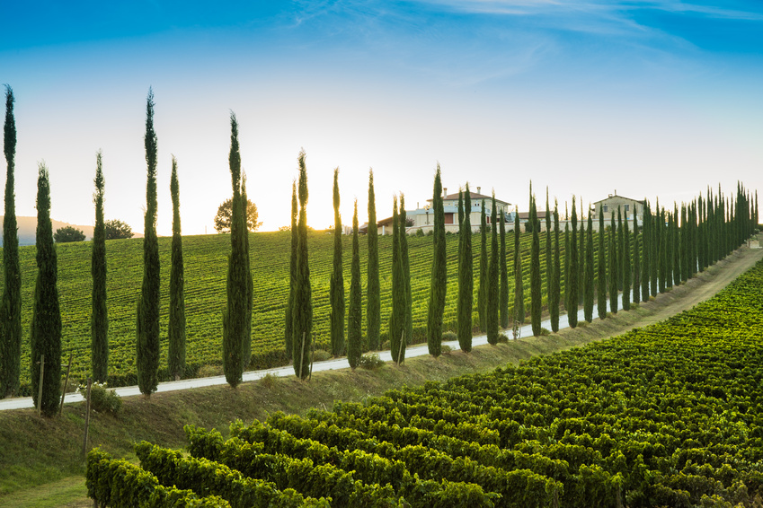 Viale di cipressi con vigneto